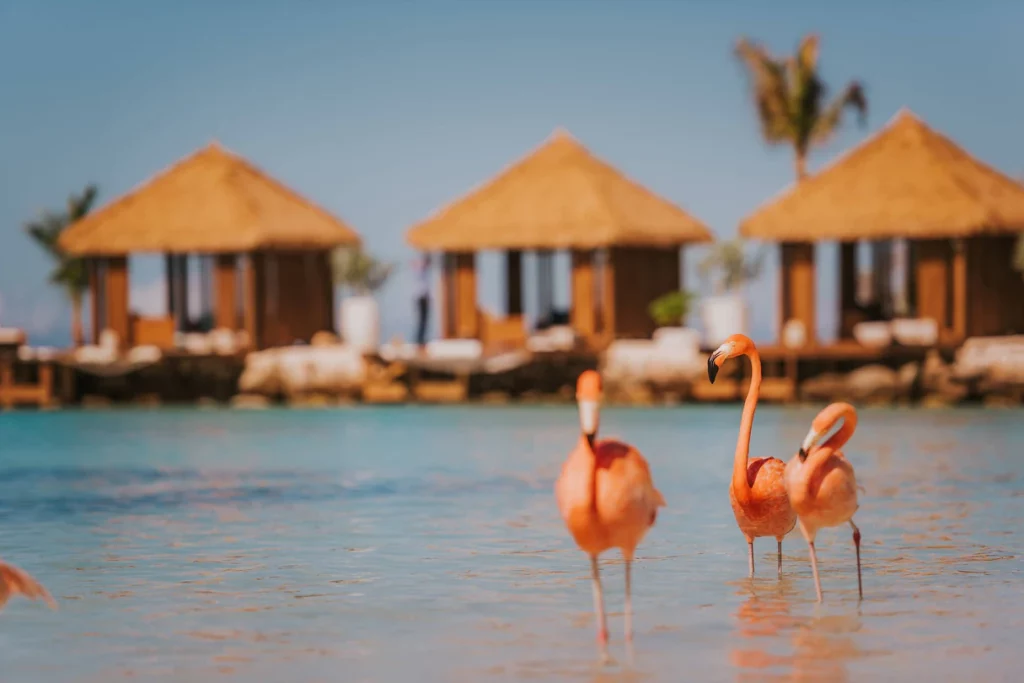 auabr-flamingo-family-4743-hor-clsc
